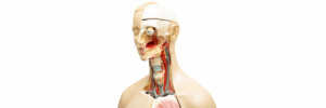 Head and Neck Surgion in Bangalore