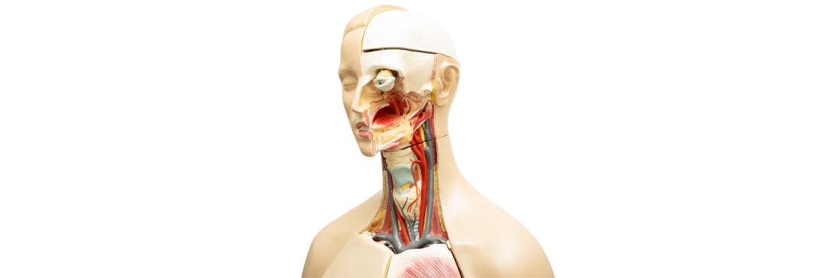 Head and Neck Surgion in Bangalore